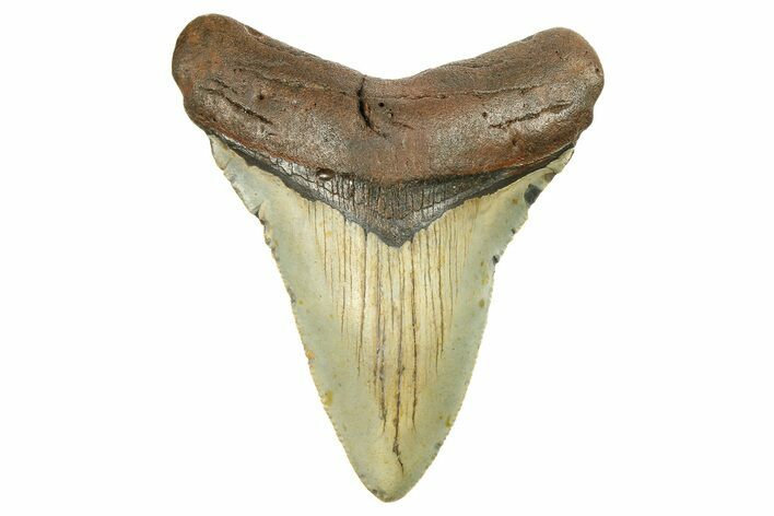 Fossil Megalodon Tooth - North Carolina #298946